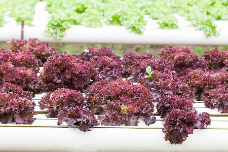 水分蔬菜种植在花园里苗圃生产技术叶子紫色土壤园艺场地市场烹饪背景图片