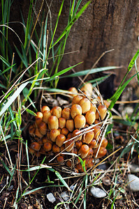 林中树桩上的阿加丽蜂蜜真菌生长植物食物团体美食土地季节宏观森林菌类蜜环菌高清图片素材