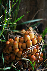 林中树桩上的阿加丽蜂蜜真菌宏观季节植物杯子森林团体土地生长蔬菜食物牛肝菌高清图片素材
