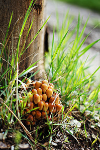林中树桩上的阿加丽蜂蜜真菌宏观美食菌类树木森林杯子土地团体蔬菜食物分支高清图片素材
