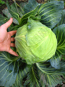 手和大头的成熟绿菜卷心菜高清图片