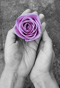 玫瑰握在手中背景图片