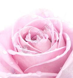 粉红玫瑰热情展示浪漫花瓣庆典礼物背景图片
