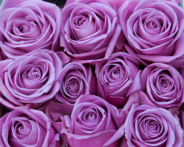 紫玫瑰花花束热情花瓣浪漫紫丁香礼物庆典玫瑰展示紫色背景图片