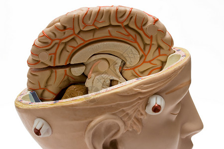 大脑模型人类脑近视背景