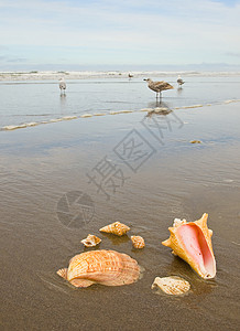 鸟尾贝壳无标题天堂假期橙子海岸扇贝海螺旅行阳光海洋贝壳背景