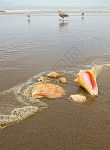 鸟尾贝壳无标题海洋支撑旅行闲暇阳光海鸥假期天堂海螺海岸背景