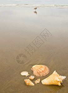 鸟尾贝壳无标题热带海洋旅行旅游支撑海岸扇贝涟漪假期海鸥背景