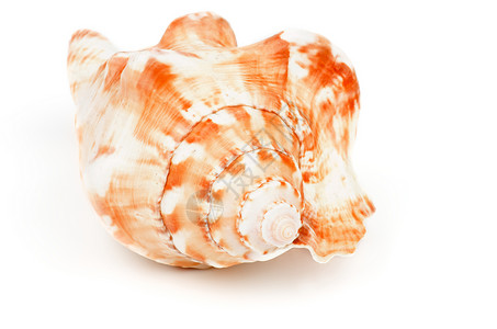 密海壳壳棕色海洋学物种白色海上生活野生动物贝壳宏观橙子濒危背景图片