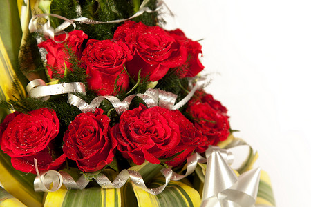 排灯节红玫瑰花 加上水滴紫色花瓣篮子节日收藏周年庆典问候语婚礼玫瑰背景