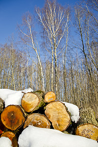 森林中的冬季柴堆高清图片