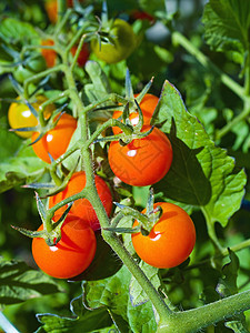 葡萄树上的红番茄味道太阳食物植物藤蔓水果生长园艺叶子收成背景图片