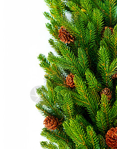 圣诞树边框设计横白装饰植物群风格季节锥体庆典松树云杉宏观针叶树背景图片