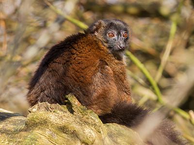 小狐猴雷穆尔Eulemur 按摩器婴儿雨林动物哺乳动物眼睛动物园毛皮森林木头大腹背景