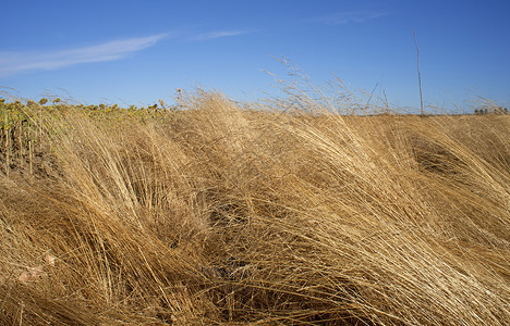卡米兹国家办事处草地天气牧歌阳光小麦远景天空石头信号农村背景