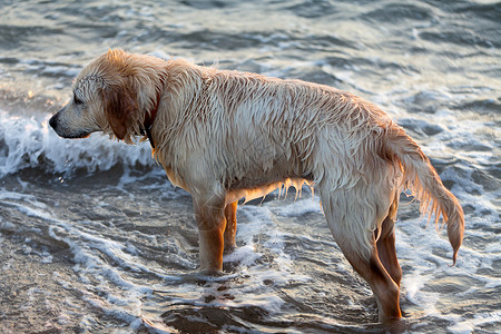 细心狗在海滩玩的金色猎犬宠物酒花太阳病人检索乐趣哺乳动物跑步假期大小背景