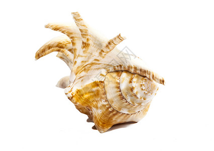白灼海螺白上隔离的海壳软体动物背景