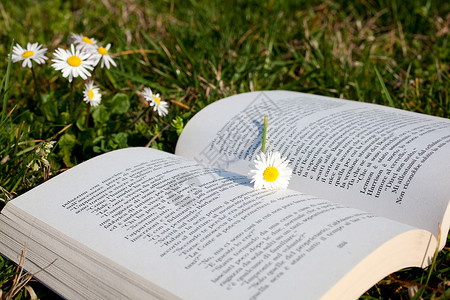 重新思考时候书上的黛西图书馆灯泡阅读文学大学考试杂志花束小说植物学背景