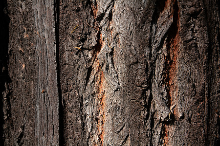 森林中的老树树皮背景图片