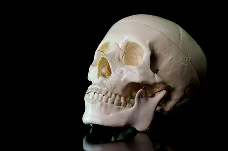 脑壳疼黑色背景的骨骼医生疗法乳突缝合眼睛物理头骨下颌上颌骨教学背景