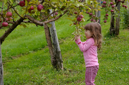 采摘苹果树叶孩子们种子女儿烹饪女孩食物乐趣叶子水果背景图片