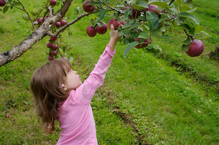 采摘苹果食物水果孩子们乐趣皮肤叶子孩子种子学习烹饪背景图片