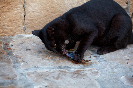 想吃鱼猫猫和鱼眼睛食物女性男性指甲宠物动物牙齿街道乐趣背景