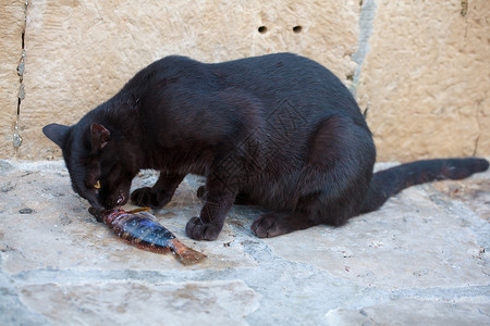 慵懒的黑猫猫和鱼乐趣动物宠物指甲街道男性食物眼睛牙齿女性背景