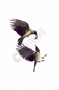 胡德乌鸦 - 食物大战背景图片