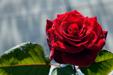 大自然背景的红玫瑰 盛丽美丽的大红玫瑰框架红色摄影宏观季节活力水平花瓣浪漫植物背景图片