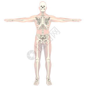 下士透明骨架科学身体骨头耐力生物骨骼教育背痛生物学蓝色背景