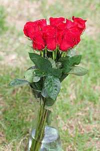 玫瑰凝露美丽的红玫瑰花束带水滴红色玫瑰花瓣植物叶子雨滴背景