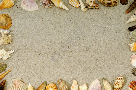 外壳框架甲壳热带海星贝壳假期沿海海滩海岸团体白色高清图片