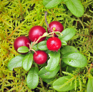 牛莓酱宏观饮食植物植物群药品森林木头地衣水果浆果背景图片
