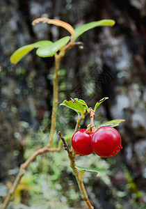牛莓酱木头浆果饮食甜点衬套叶子水果植物地衣森林背景图片