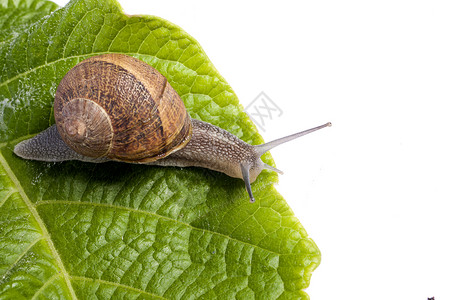 白的蜗牛天线螺旋动物叶子棕色软体牛角生物绿色白色高清图片