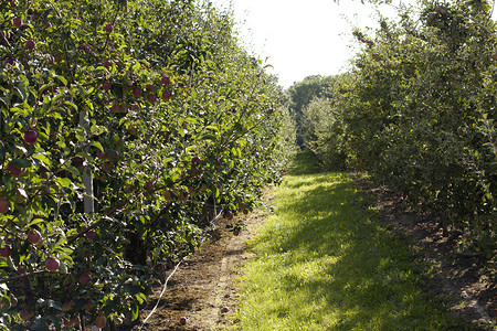苹果树苗苹果果园农业漏洞植物红色水果脆弱性天空蓝色园艺生态背景