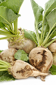 甜菜生物农业食物健康植物土豆商业糖厂生化背景图片