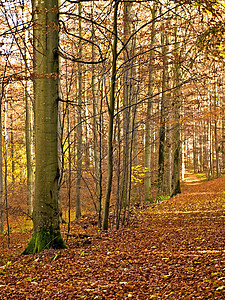 劳布瓦尔德海伯斯特季节性情绪叶子棕色高清图片