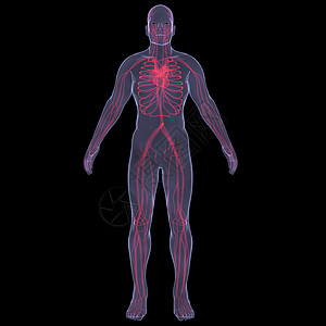 缺点人类血液流科学生物学保健卫生血流插图心律失常痛苦身体心电图背景