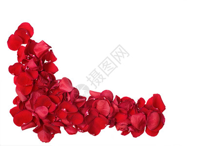 红玫瑰花瓣红色疗法玫瑰平衡容量香气白色美容香味芳香背景图片