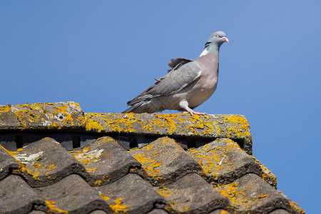 单身屋屋顶上的单鸽子背景