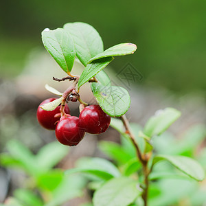 牛莓酱食物苔藓水果牛痘植物群荒野甜点森林饮食浆果背景图片