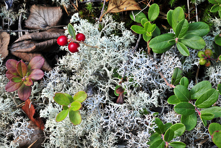 灵狐拜牛莓和苔植物衬套苔藓牛痘荒野植物群水果浆果药品木头背景