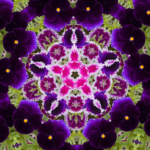 类似于曼达拉的花叶甘蓝显像镜三色渲染反射冥想同心石竹蓝色康复紫色花园背景
