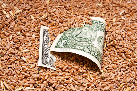 1元钱小麦一美元谷物燕麦农场货币团体金子银行粮食收成金融背景