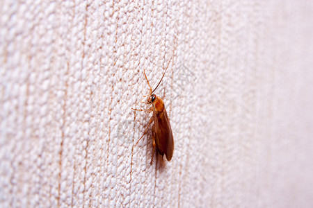 试探者墙上的蟑螂天线漏洞说谎昆虫疾病身体农药生物学风险生物背景