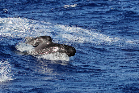 短鳍领航鲸对等高清图片
