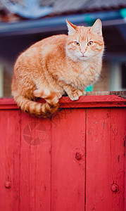 盯着看红猫坐在栅栏上猫科动物宠物橙子小猫哺乳动物花园孤独国家红色背景