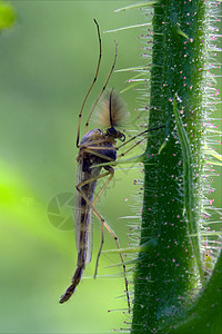 蚊子爪子花园库蚊翅膀植物昆虫衬套荒野积分蚊科高清图片